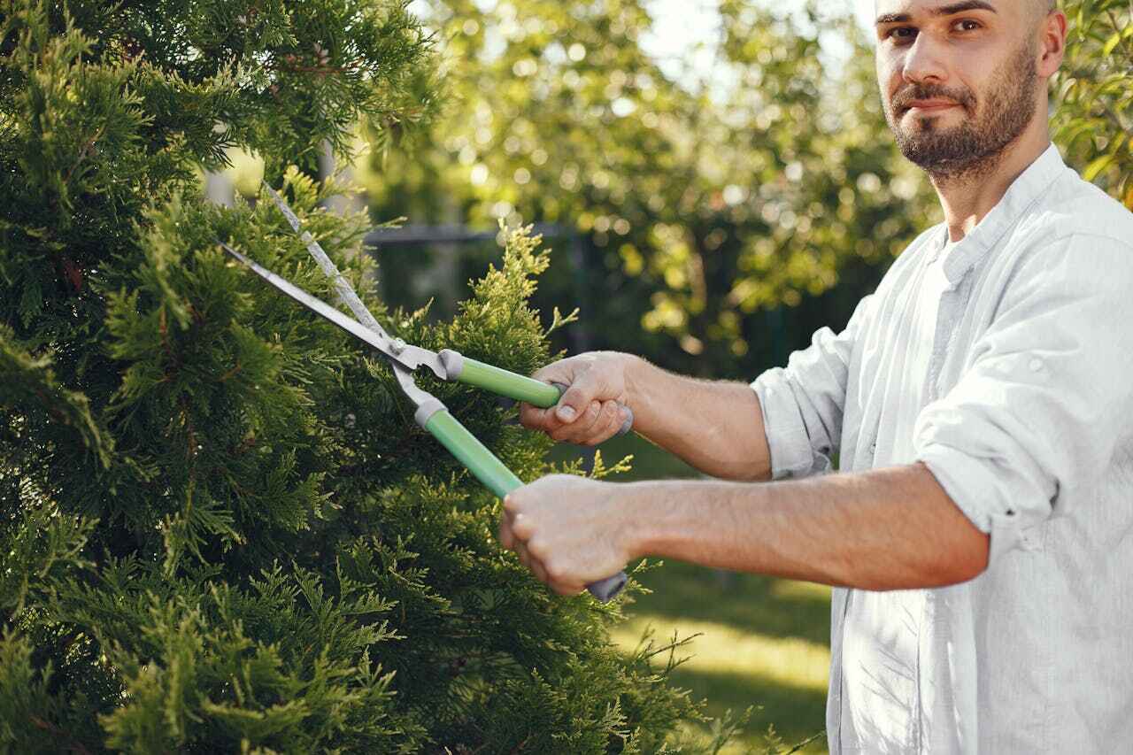 Tree Root Removal in Westville, IL